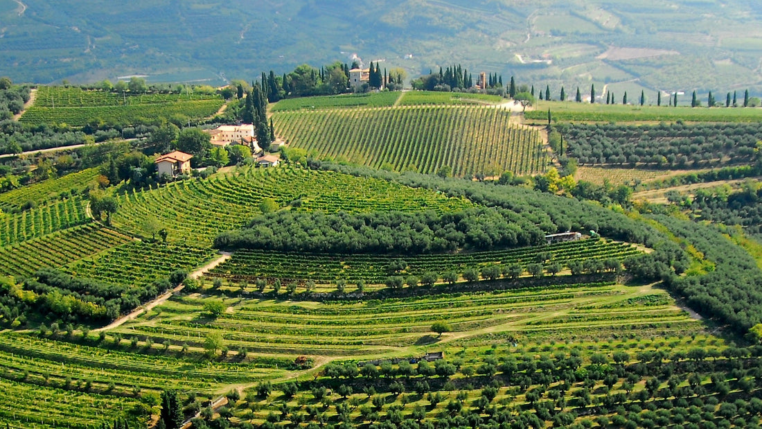 Valpolicella: la valle dove il vino incontra il tempo