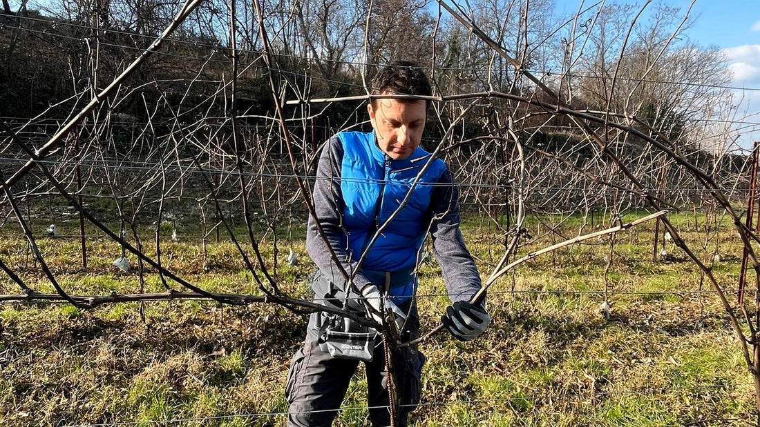 Tenuta Do Leoni: Vini PIWI dei Colli Berici