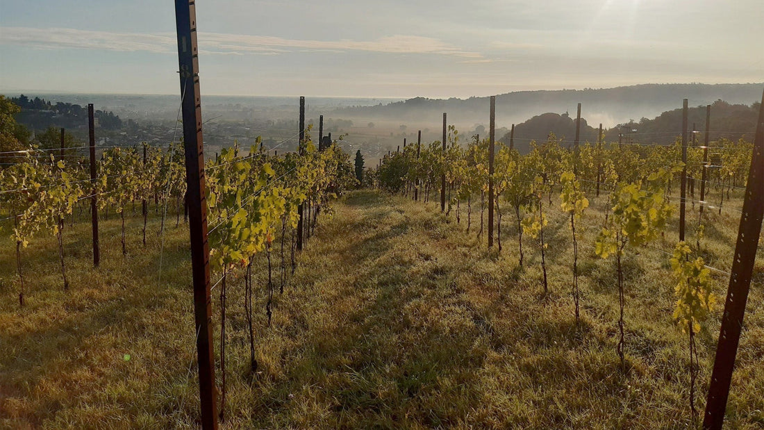 Agricola Da Schio: Vini dei Colli Berici e visione agricola sostenibile