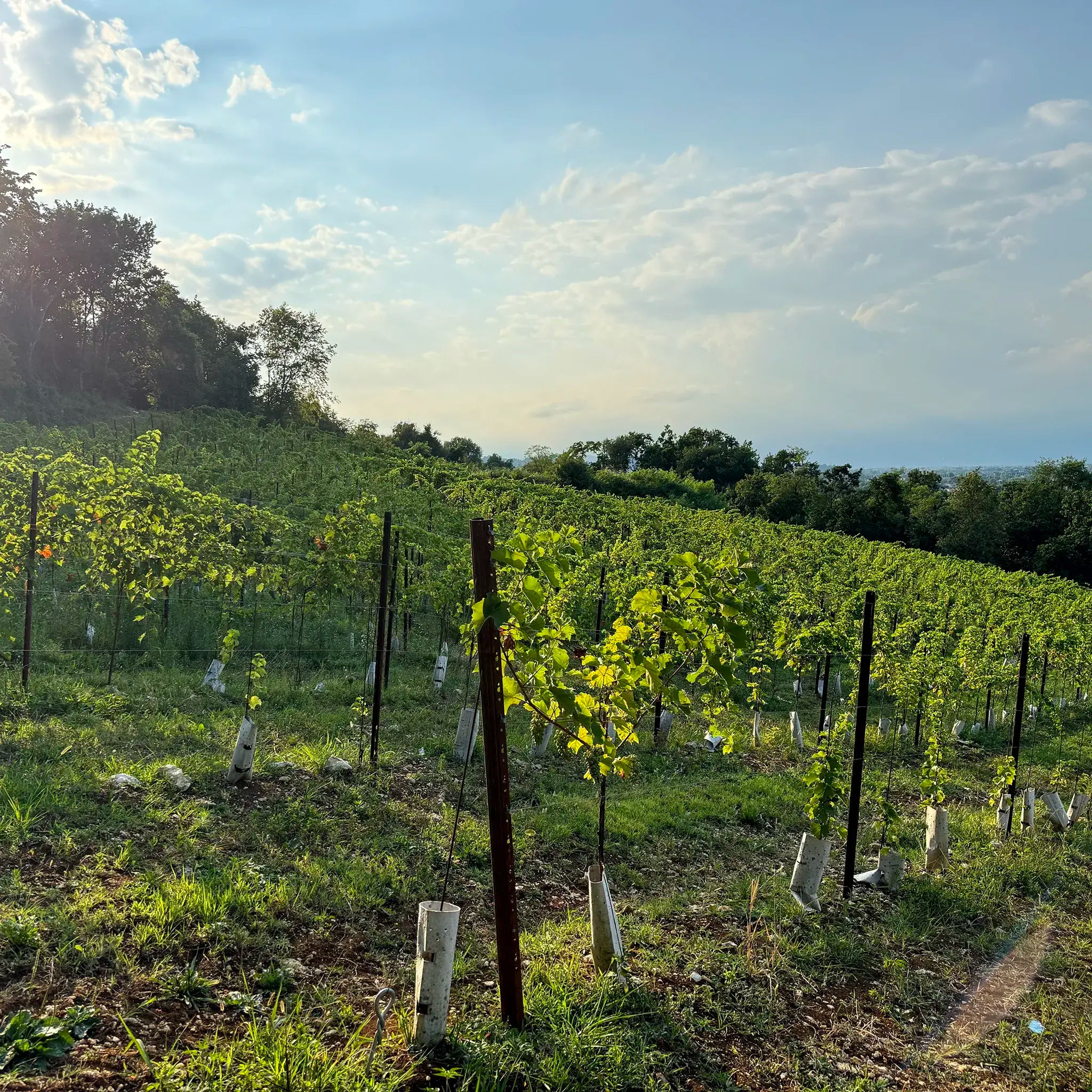 La Prima Souvignier Gris Veneto IGT  -  Tenuta Do Leoni - vaigustando