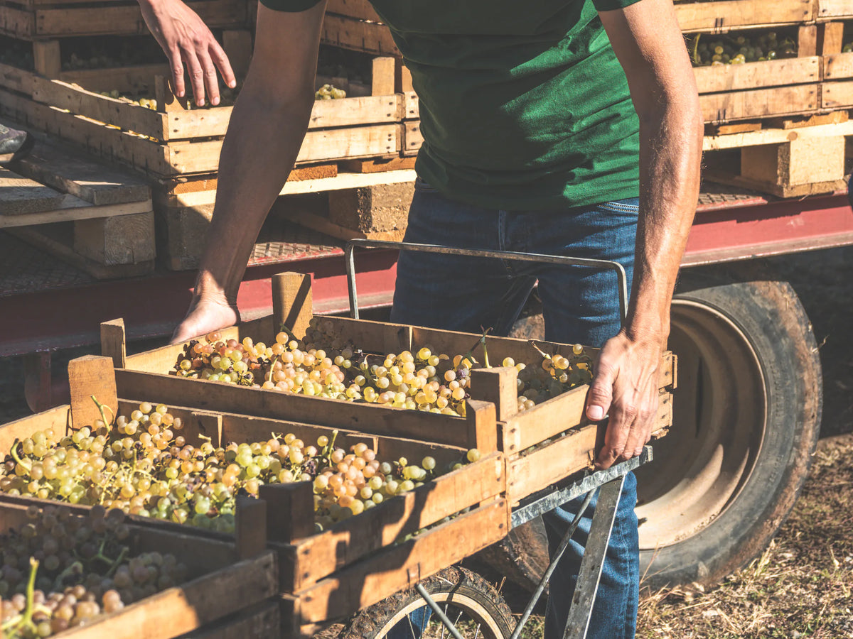 Gini Salvarenza vendemmia garganega cassetta