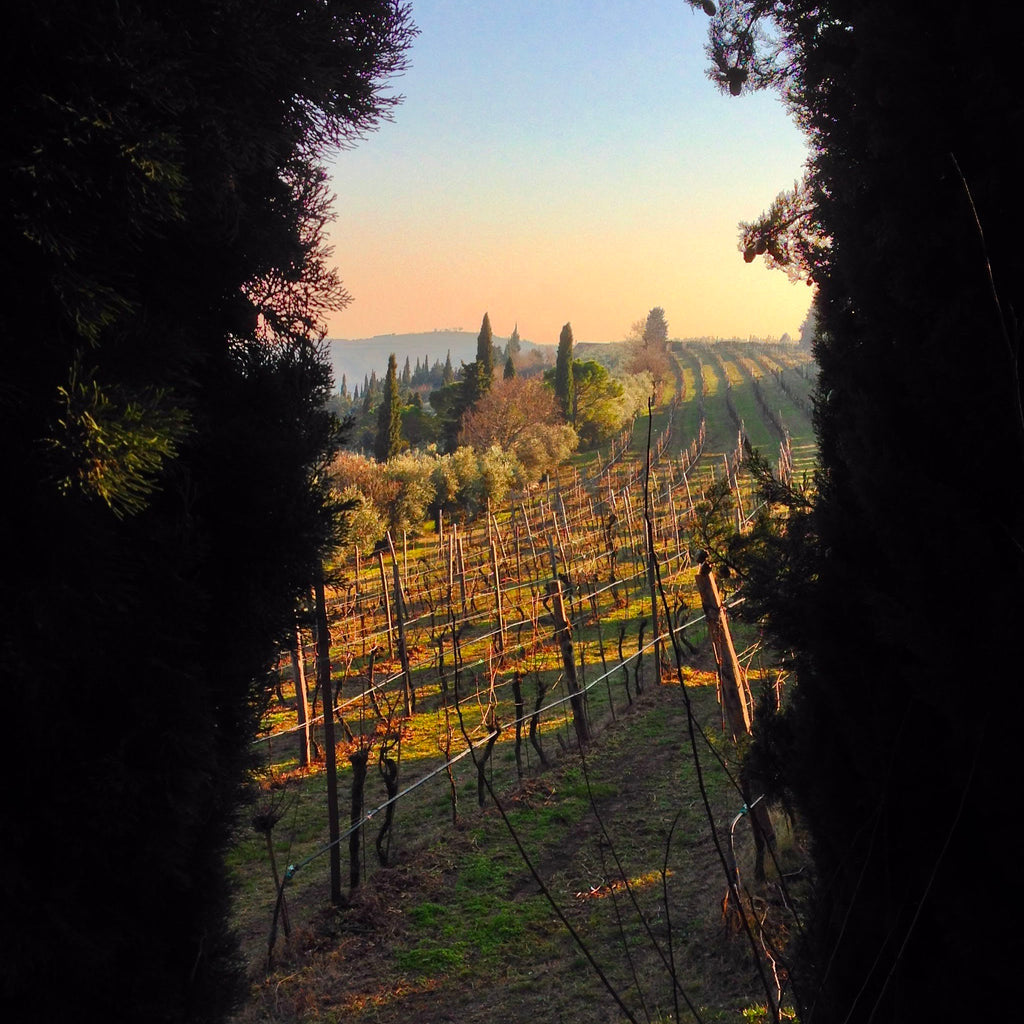 Valpolicella superiore Doc-Galante  -  Tenuta Trabucchi - vaigustando