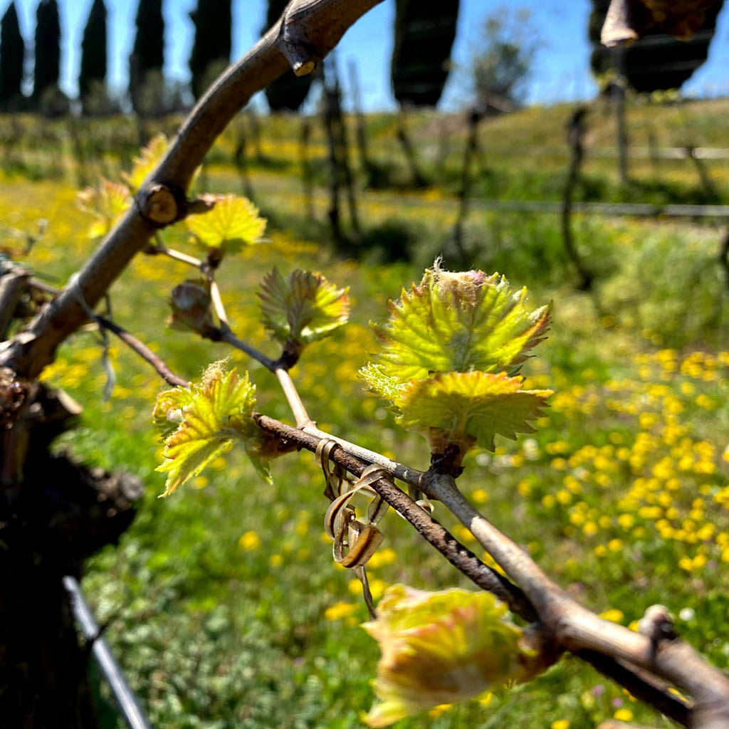 Valpolicella superiore Doc-Terra del Cereolo  -  Tenuta Trabucchi - vaigustando
