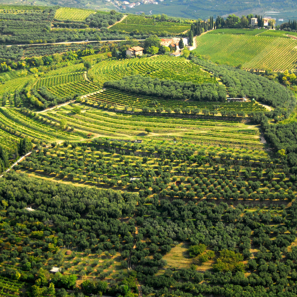 Amarone della Valpolicella D.O.C.G. 2013  -  Tenuta Trabucchi - vaigustando