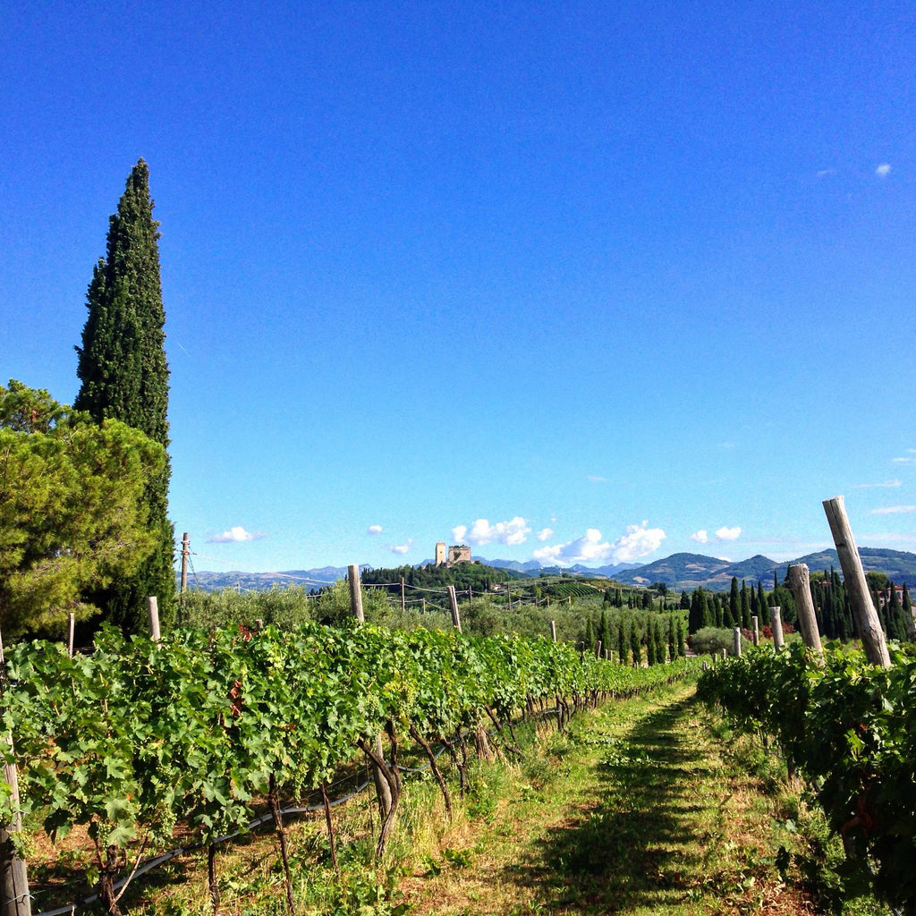 Amarone della Valpolicella D.O.C.G. 2013  -  Tenuta Trabucchi - vaigustando