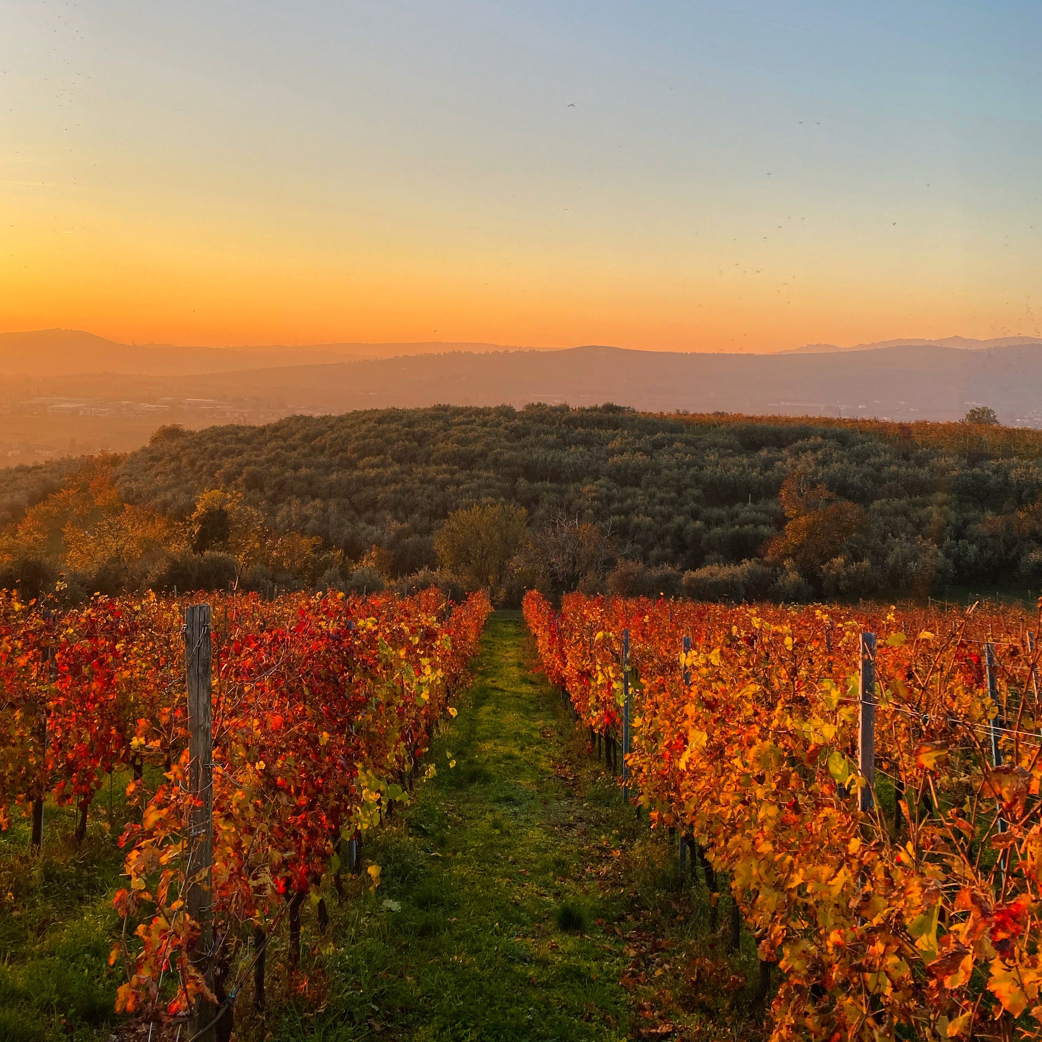 Amarone della Valpolicella D.O.C.G. 2013  -  Tenuta Trabucchi - vaigustando