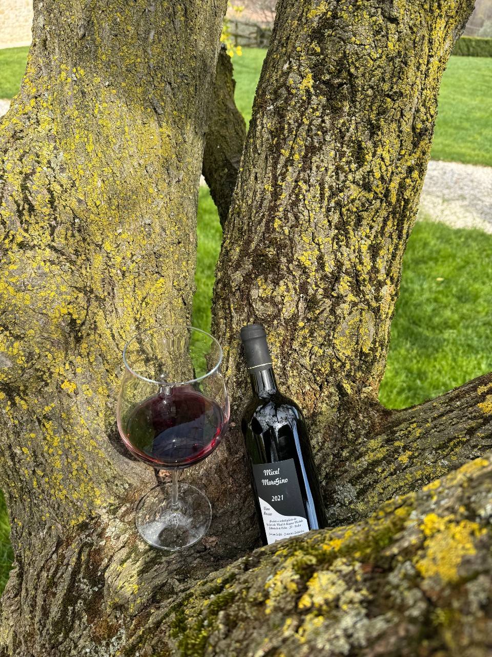 Rosso Moro Gino  -  Vini Micel - vaigustando