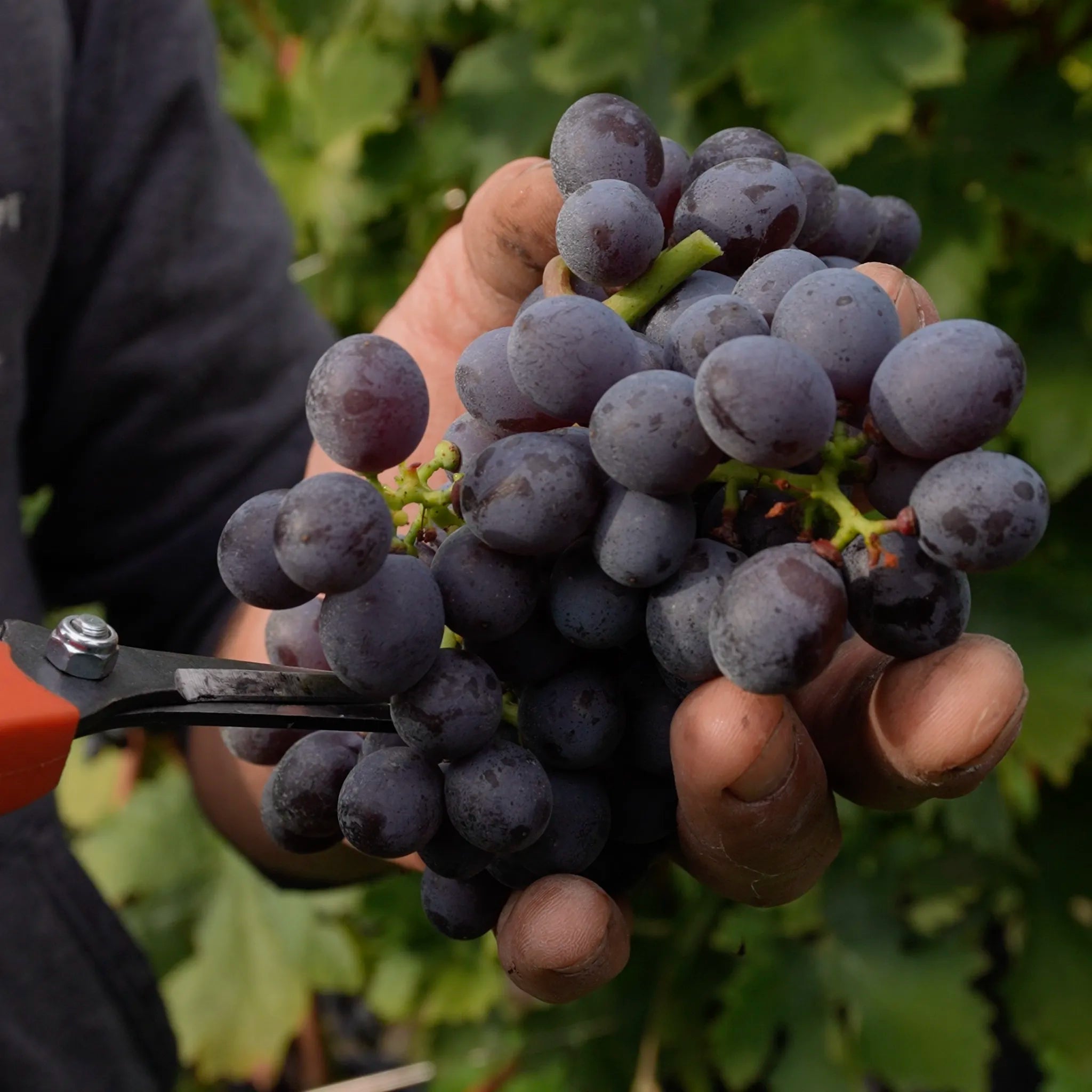 Amarone della Valpolicella D.O.C.G.  -  Comaroto - vaigustando