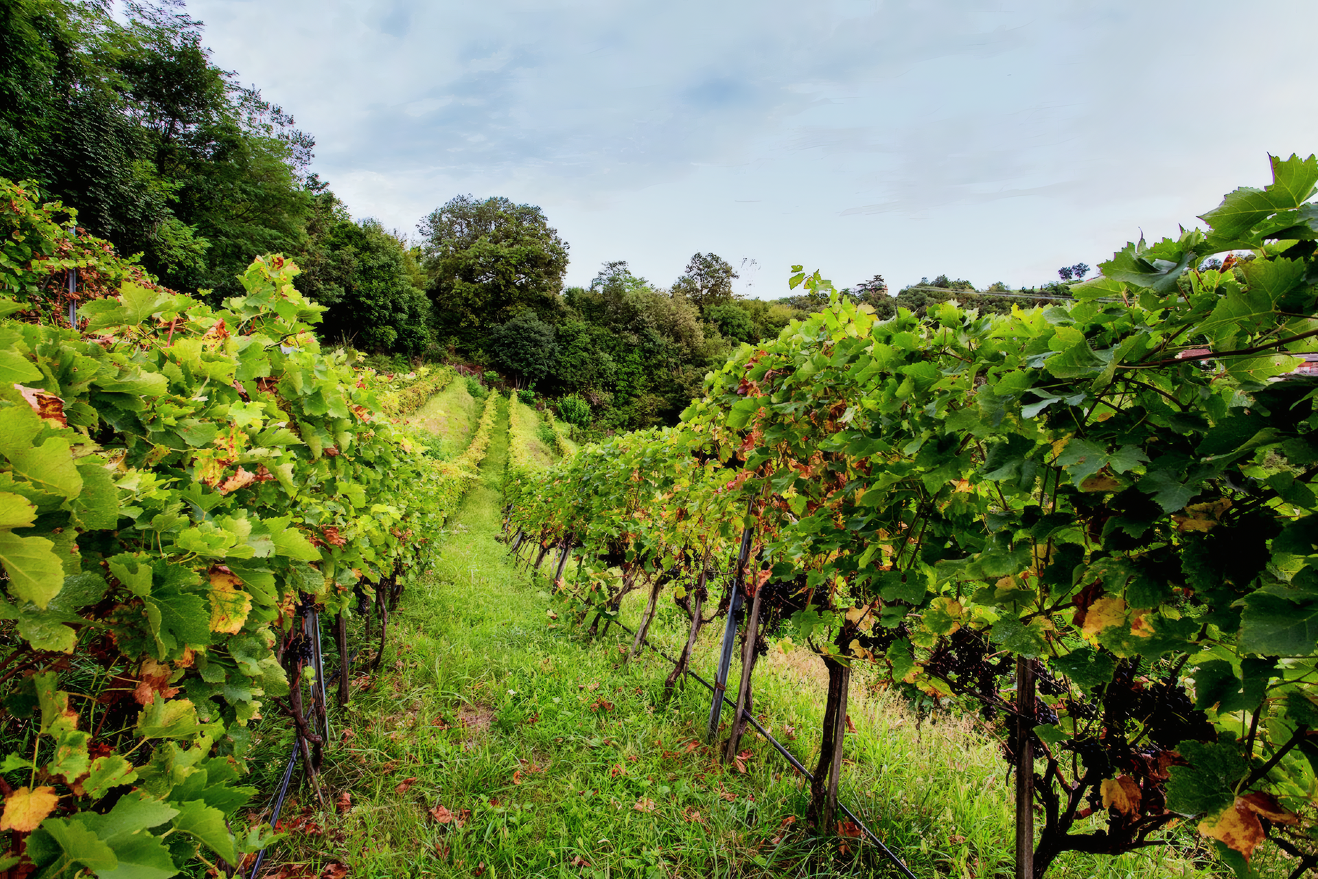 Metodo Classico  Dodici