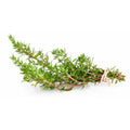 Dried and chopped thyme  -  Fattoria Irma - vaigustando