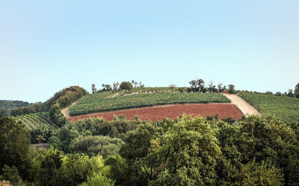 Pinot Nero - S  -  Buvoli - vaigustando